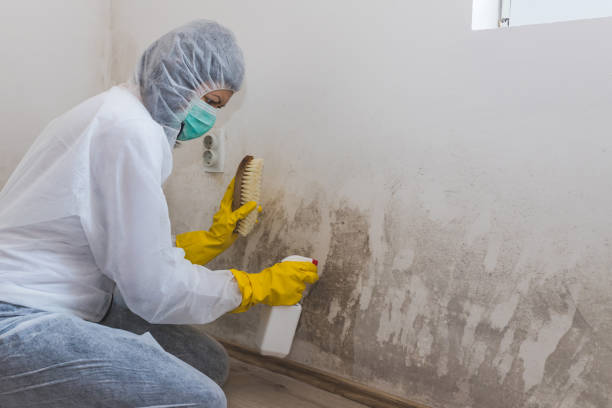 Best Comprehensive Air Testing for Mold Contaminants  in Fort Dix, NJ