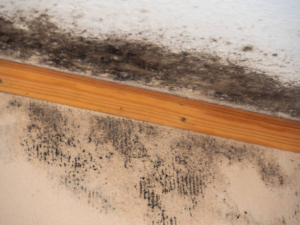 Best HVAC Mold Inspection and Cleaning  in Fort Dix, NJ