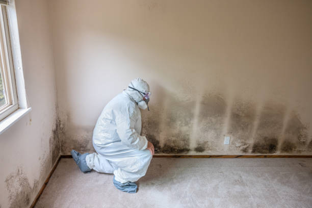 Best Mold Prevention Services  in Fort Dix, NJ
